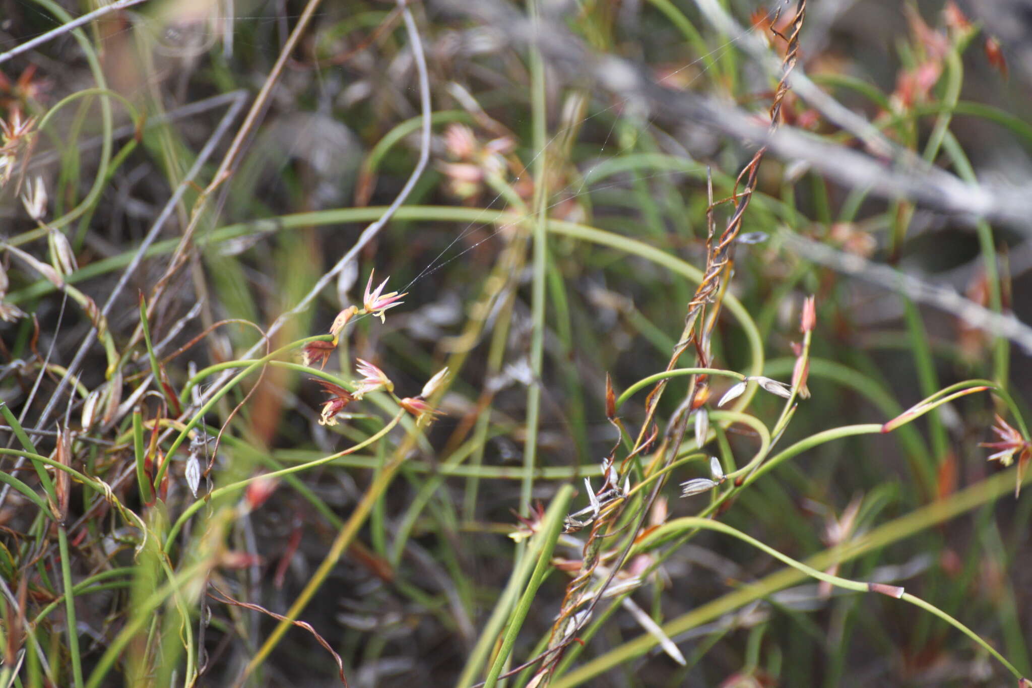 Слика од Anarthria prolifera R. Br.