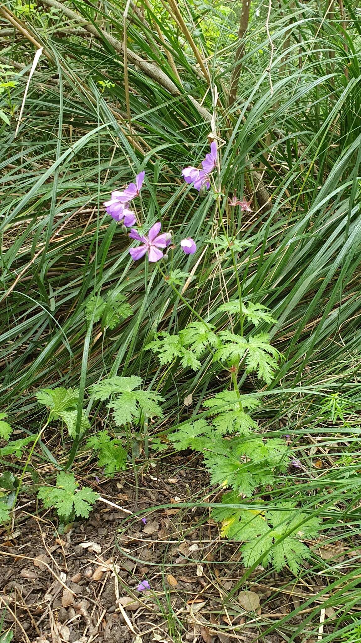 Image of Geranium atlanticum Boiss.