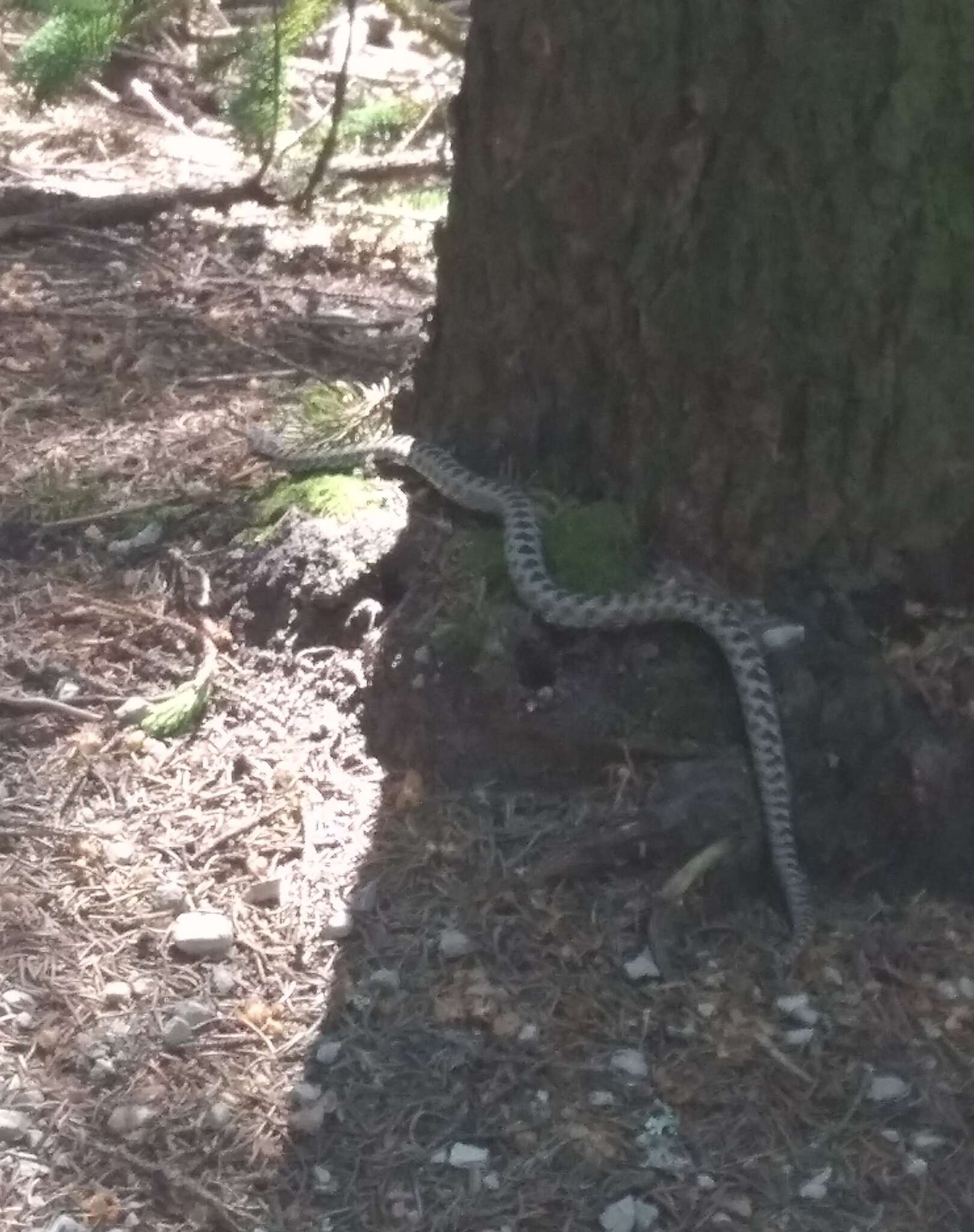 Image of Vipera berus bosniensis Boettger 1889