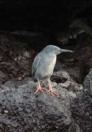 Image de Héron des Galapagos