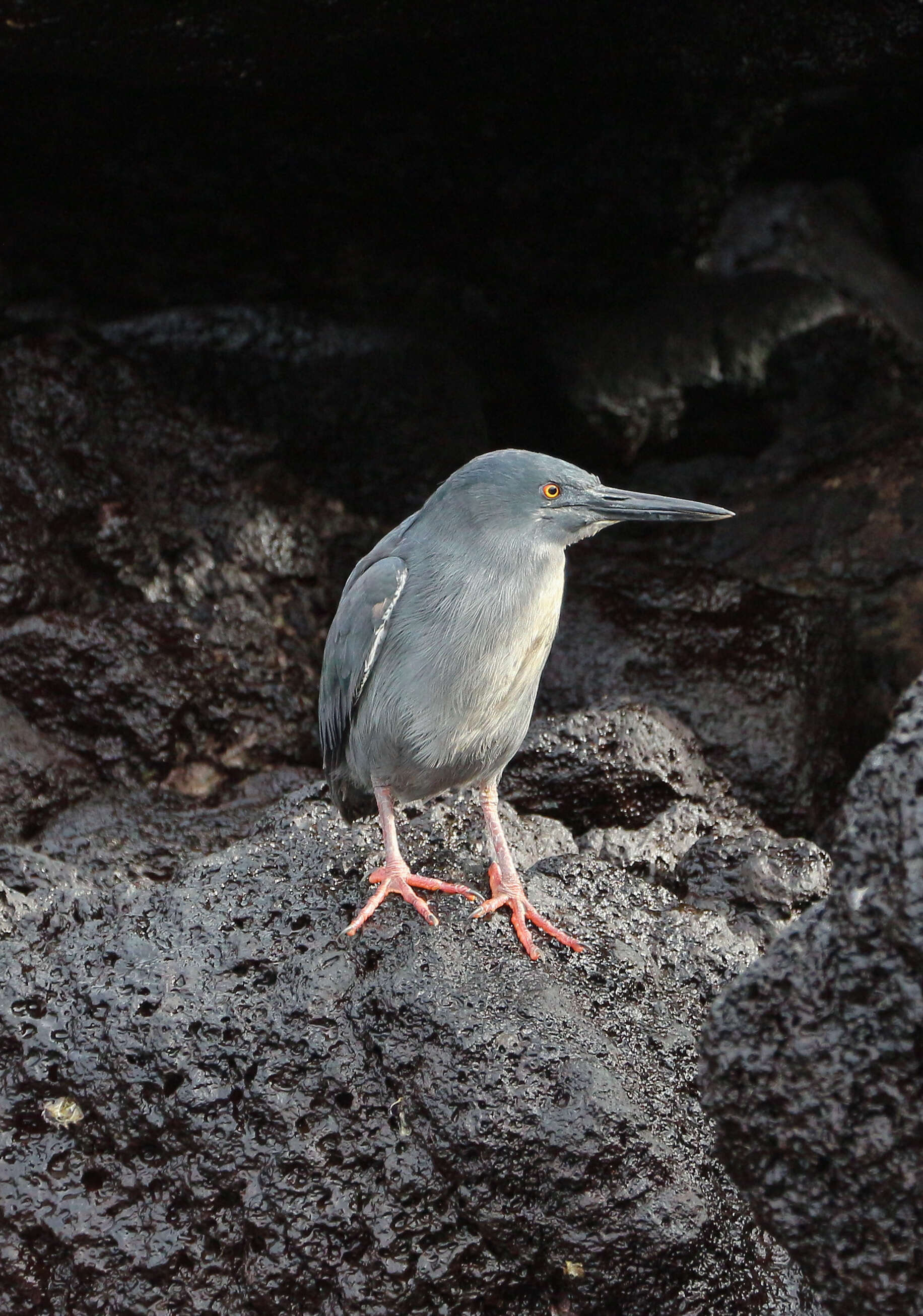 Image de Héron des Galapagos