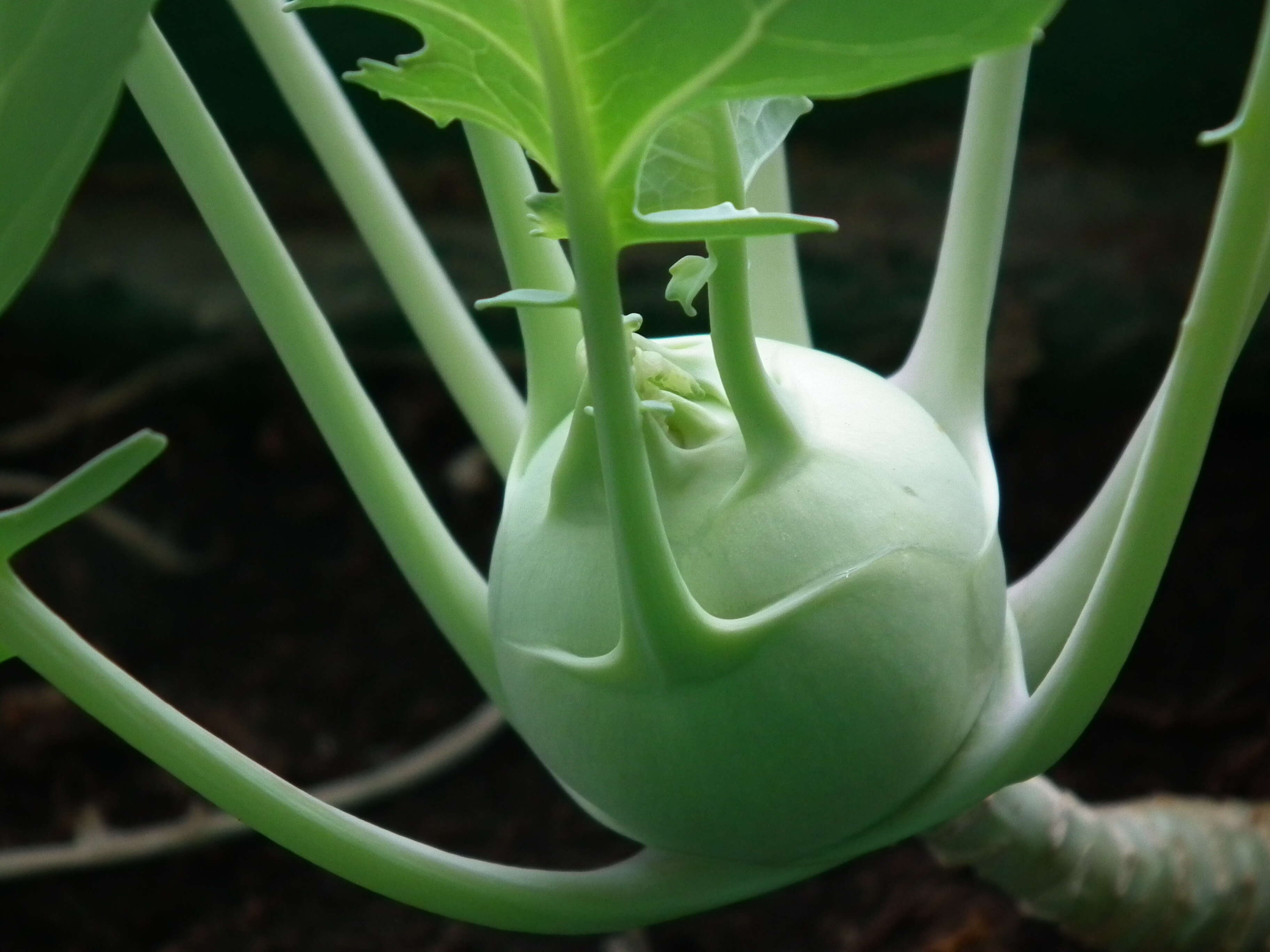 Image of kohlrabi