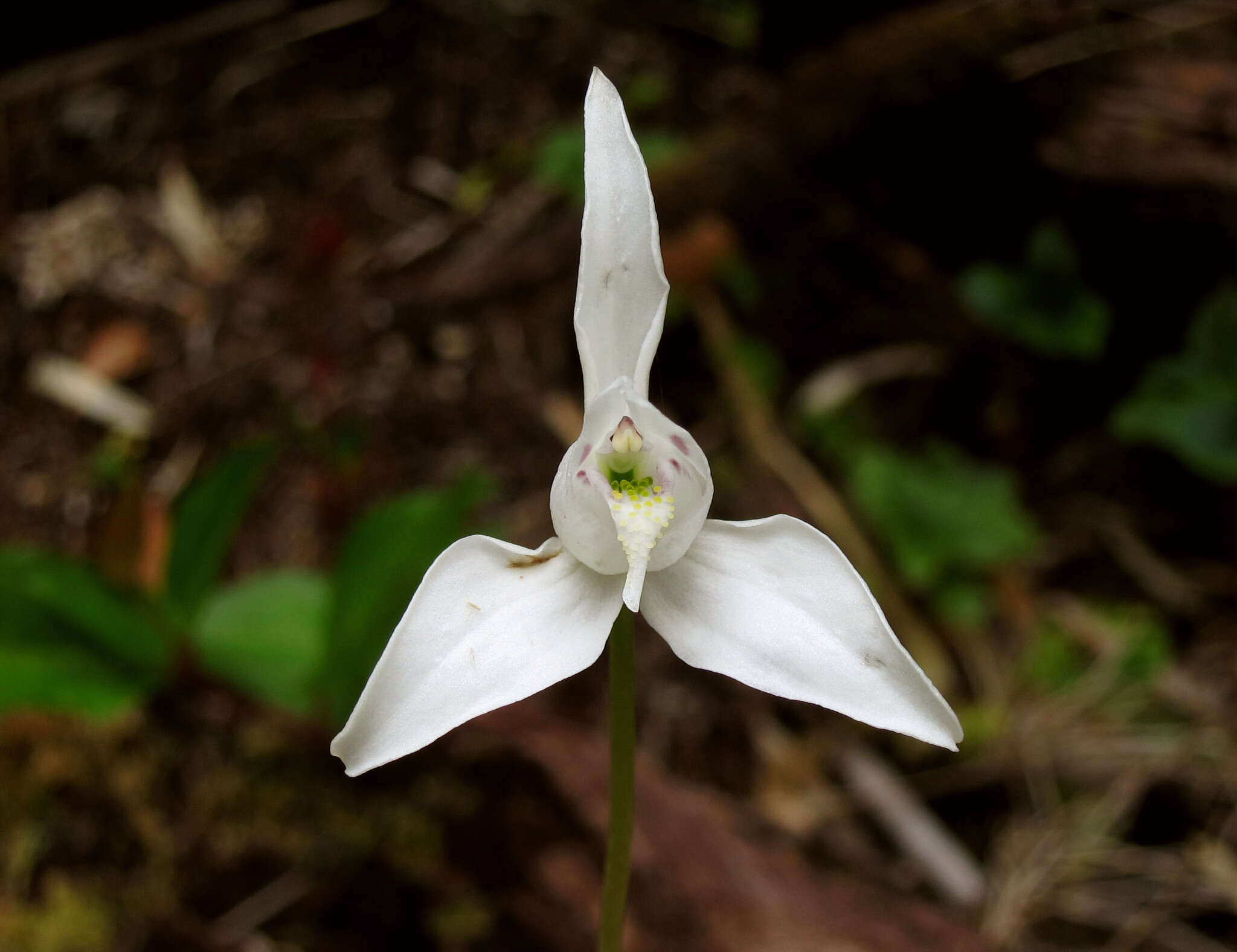 Image de Codonorchis