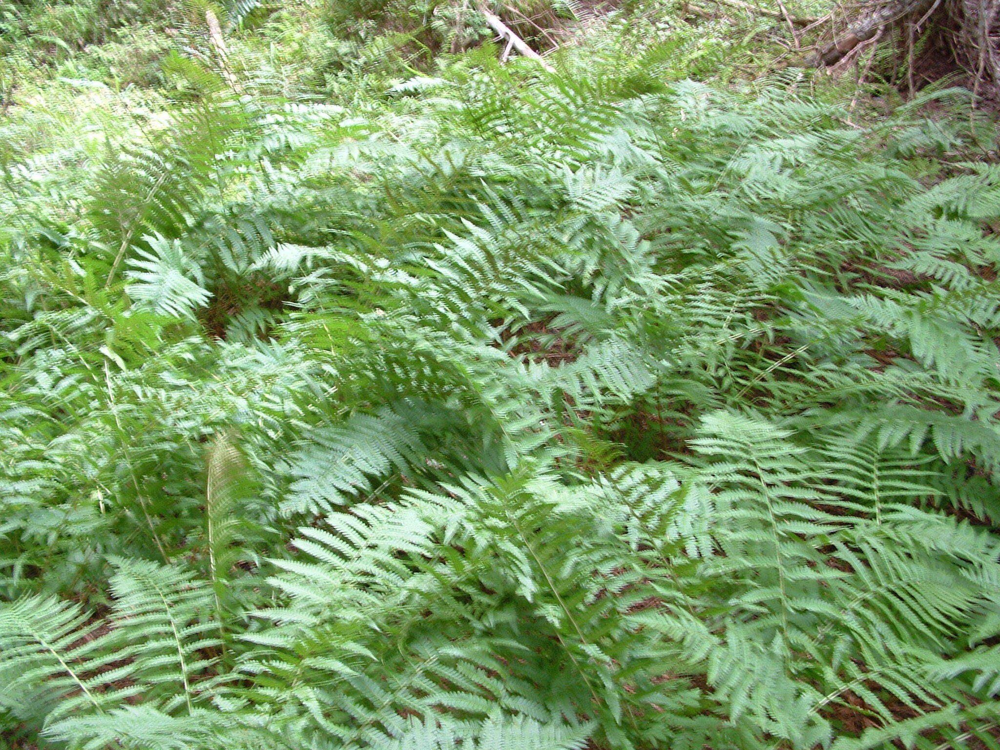 Sivun Dryopteris filix-mas subsp. brittonii Fraser-Jenk. & Widén kuva