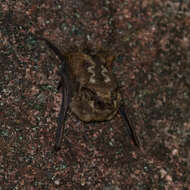 Image of Frosted Sac-winged Bat