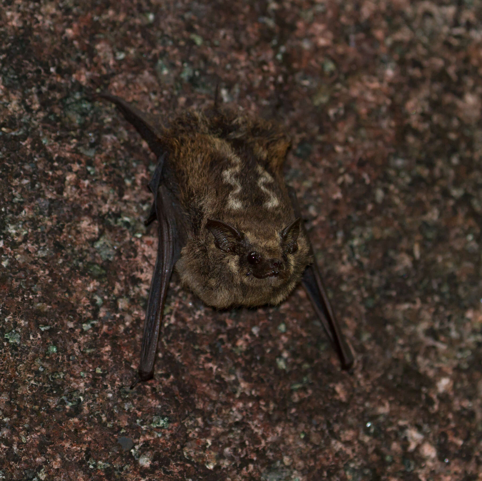 Image of Frosted Sac-winged Bat