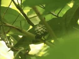 Image of Grey-and-buff Woodpecker