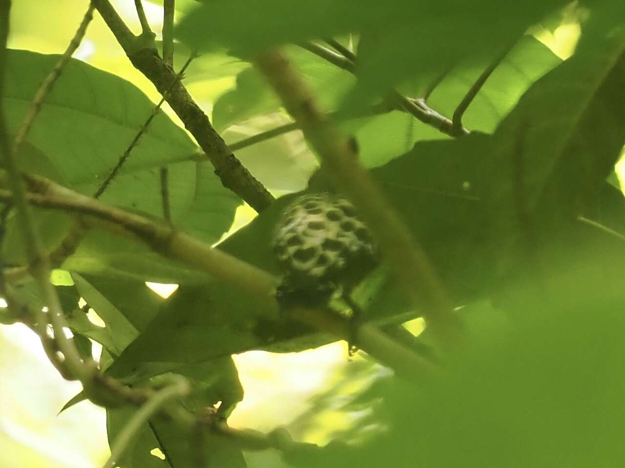 Image of Grey-and-buff Woodpecker