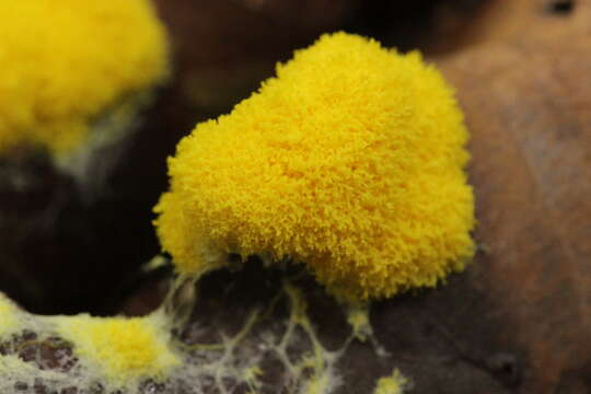 Image of Dog vomit slime mold