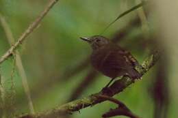 Image of Spotted Antbird