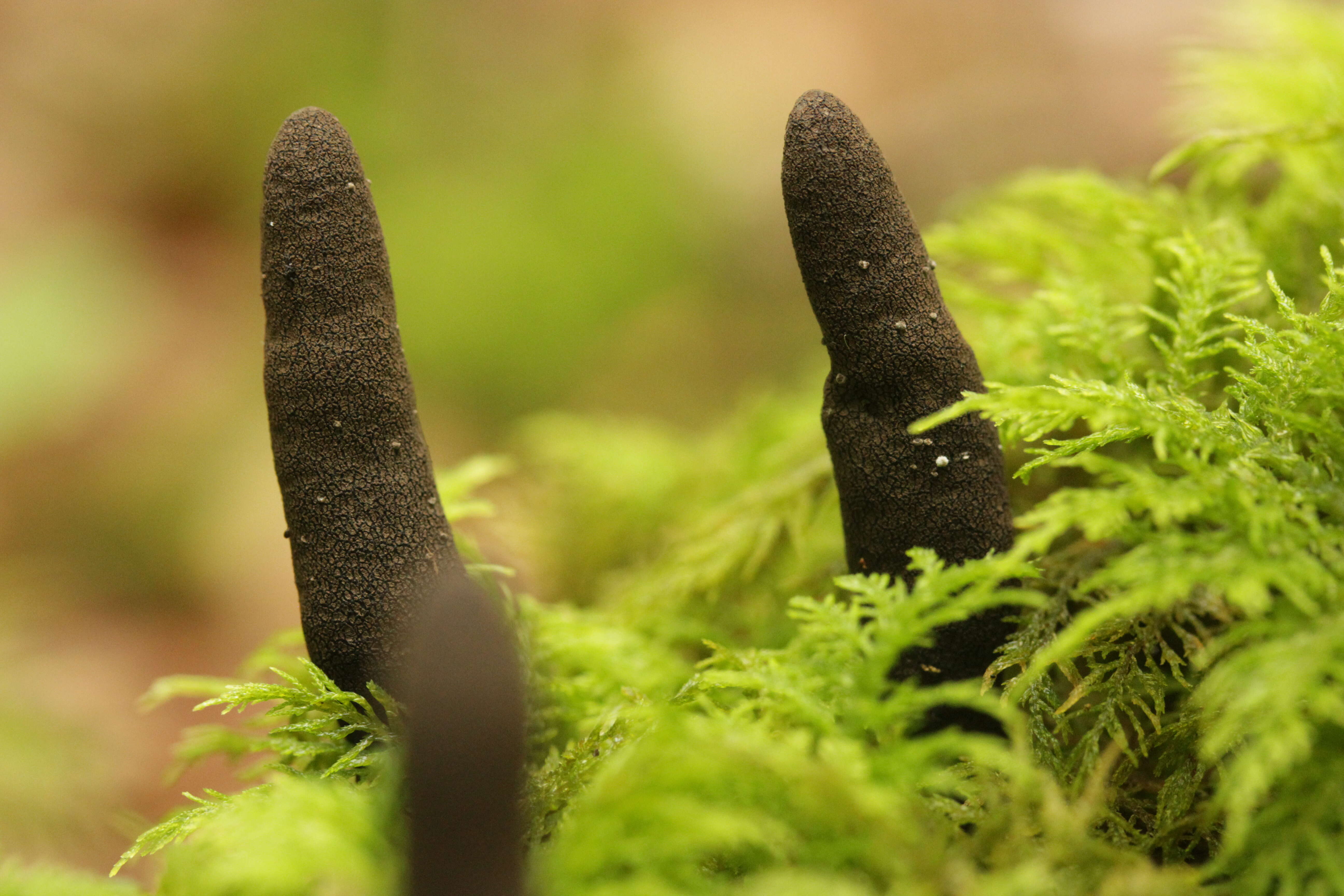 Image of Xylaria longipes Nitschke 1867