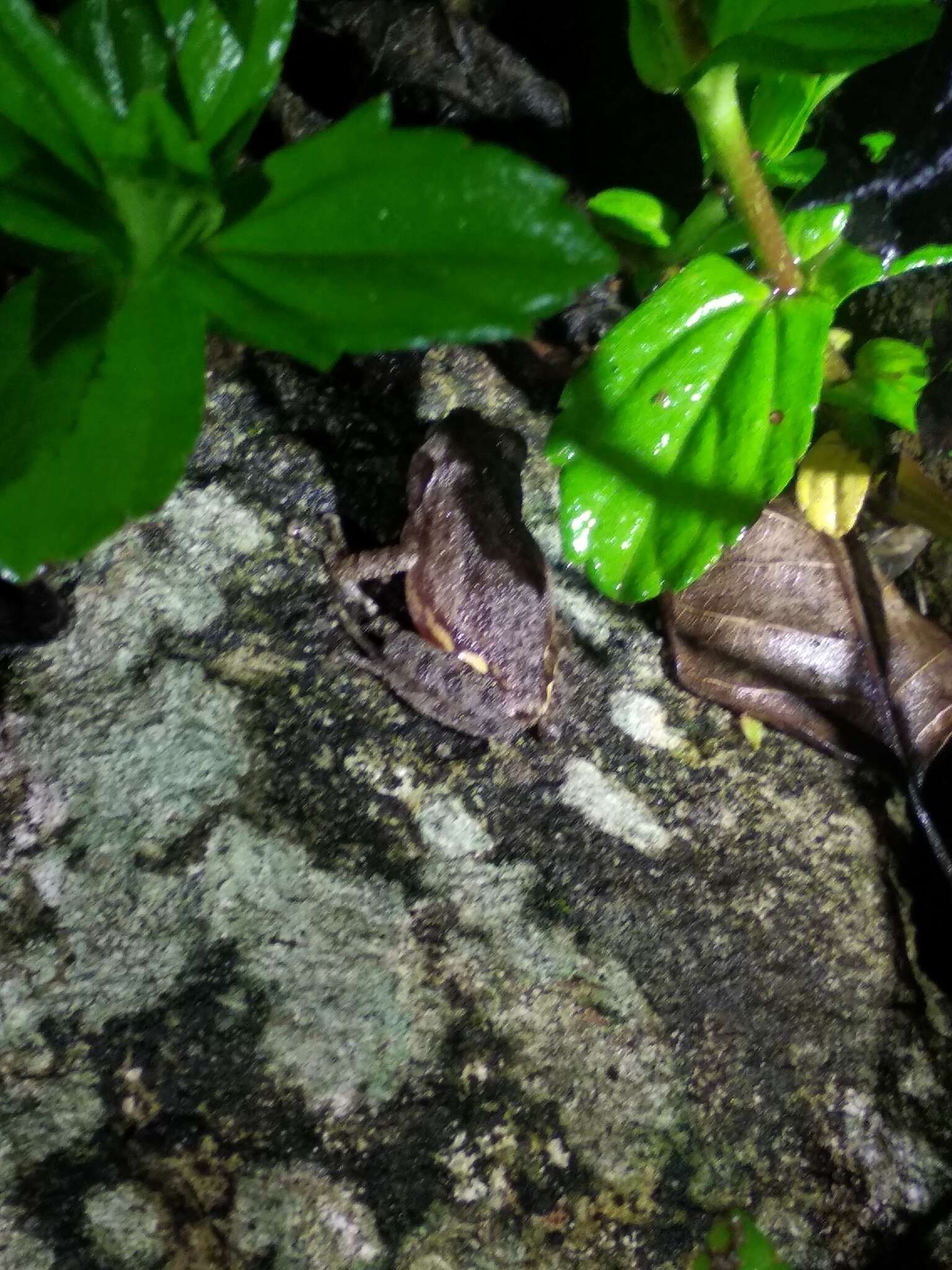 Image of Kudremukh bush frog