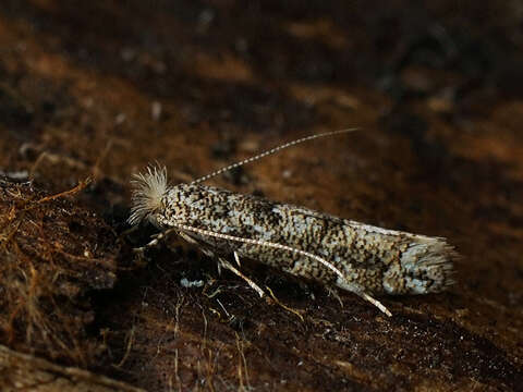 صورة Phyllonorycter populifoliella (Treitschke 1833)