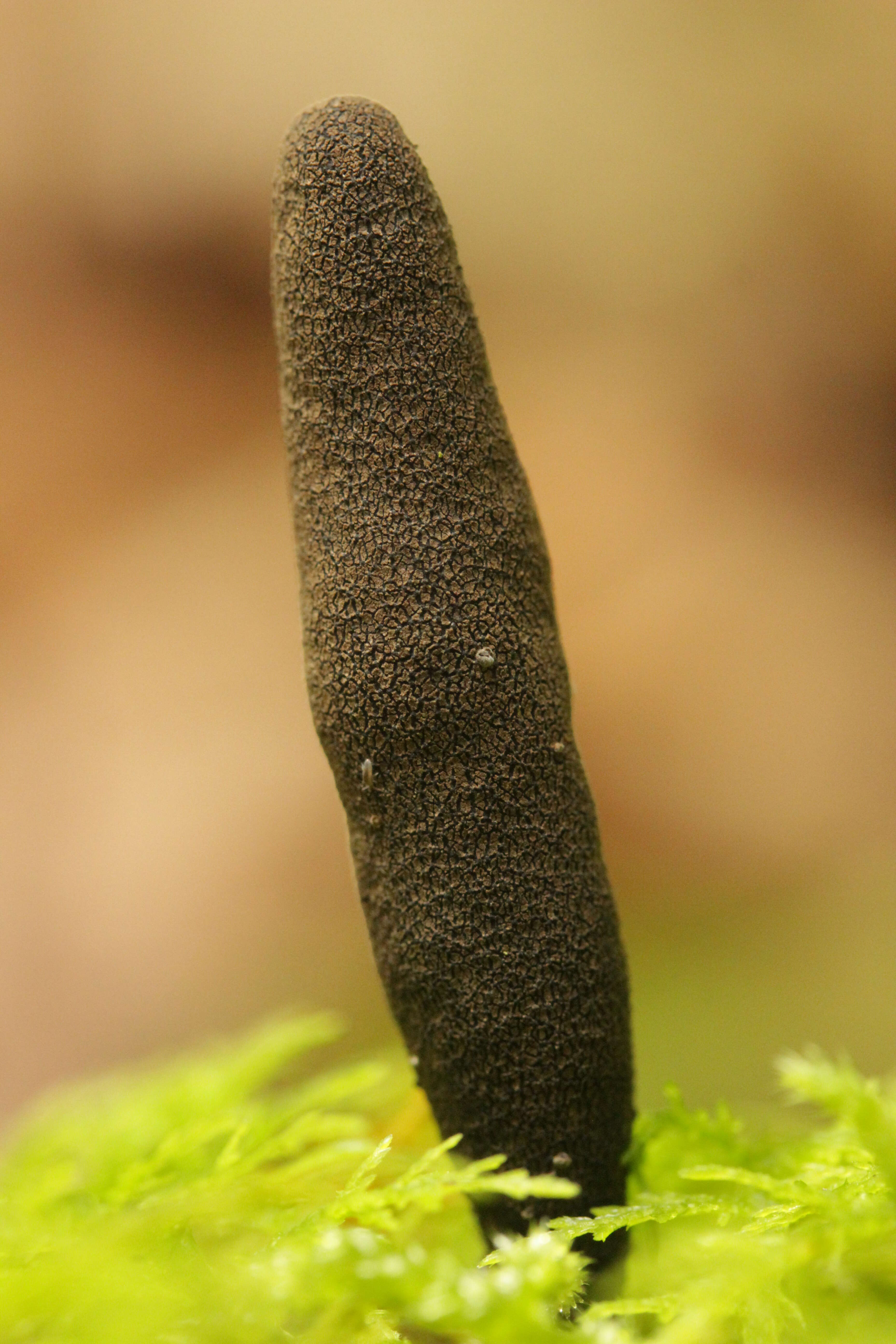 Image of Xylaria longipes Nitschke 1867