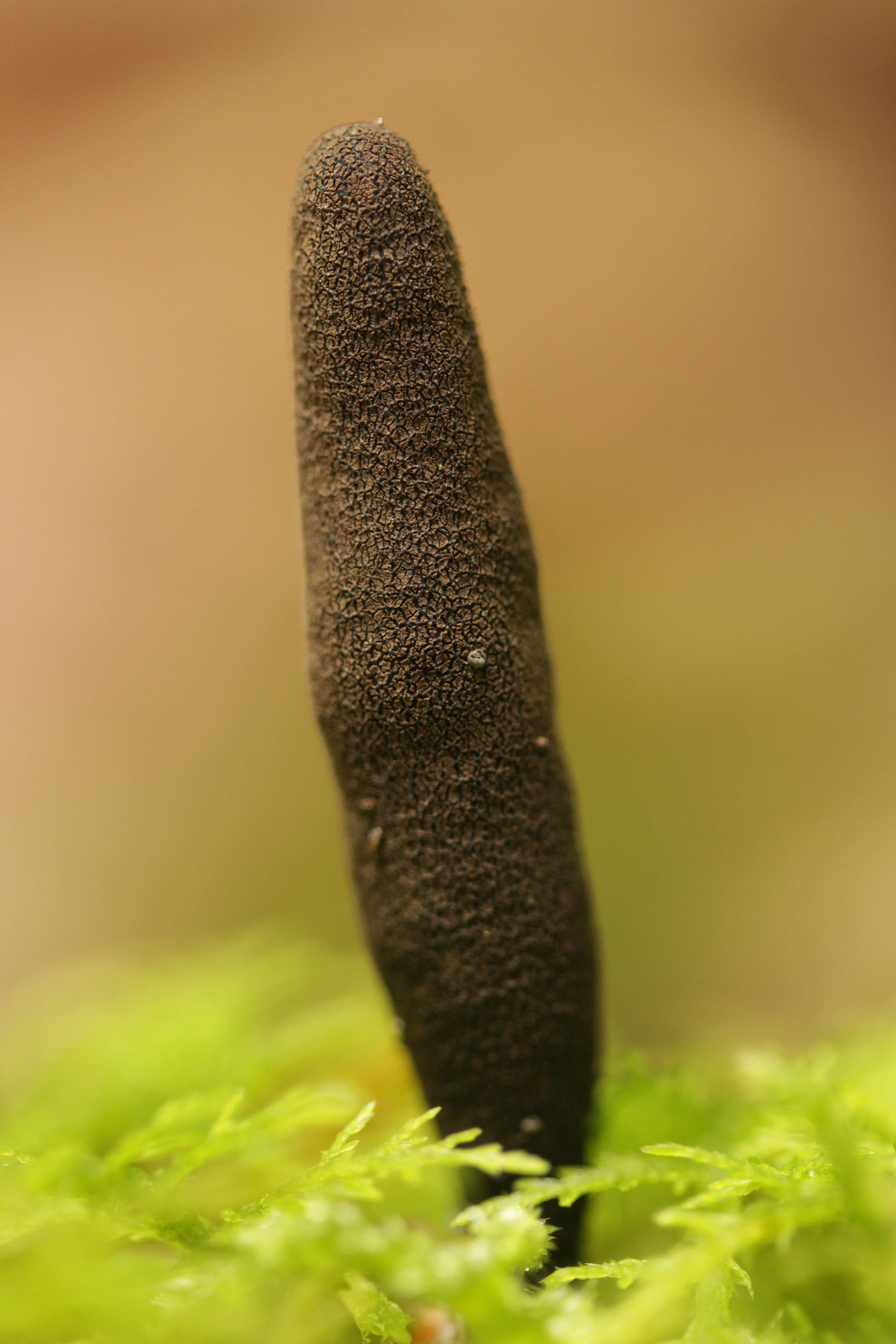 Image of Xylaria longipes Nitschke 1867