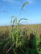 Image of Giant Bristle Grass