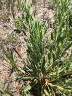 Слика од Oenothera cinerea (Wooton & Standl.) W. L. Wagner & Hoch