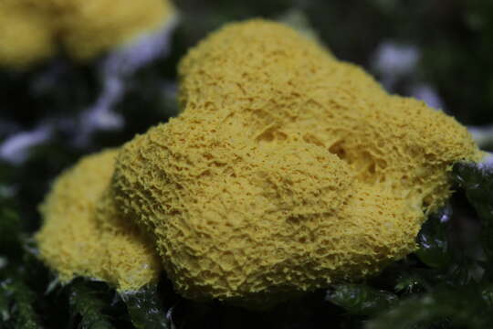 Image of Dog vomit slime mold