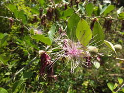 Capparis zeylanica L. resmi