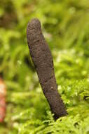 Image of Xylaria longipes Nitschke 1867