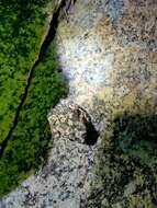 Image of Günther’s toad or rock toad