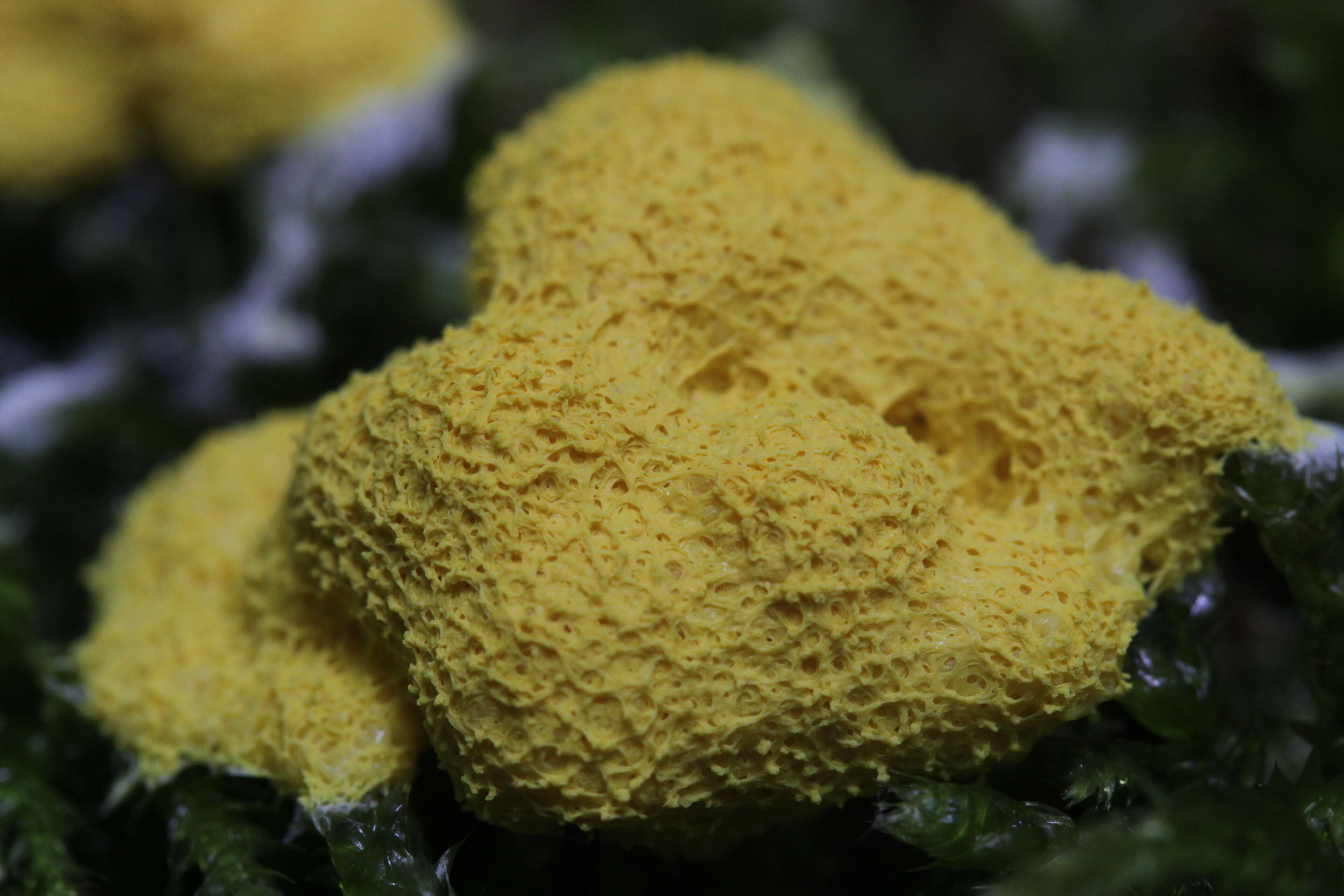 Image of Dog vomit slime mold