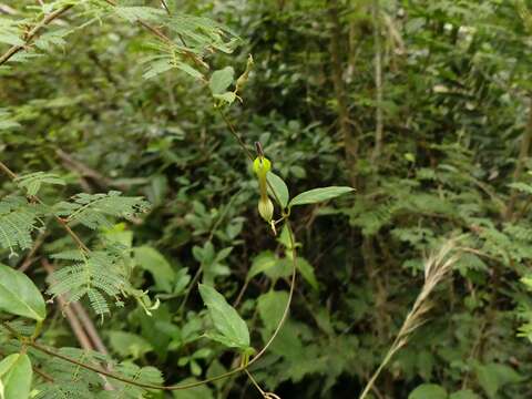 Image de Ceropegia candelabrum L.