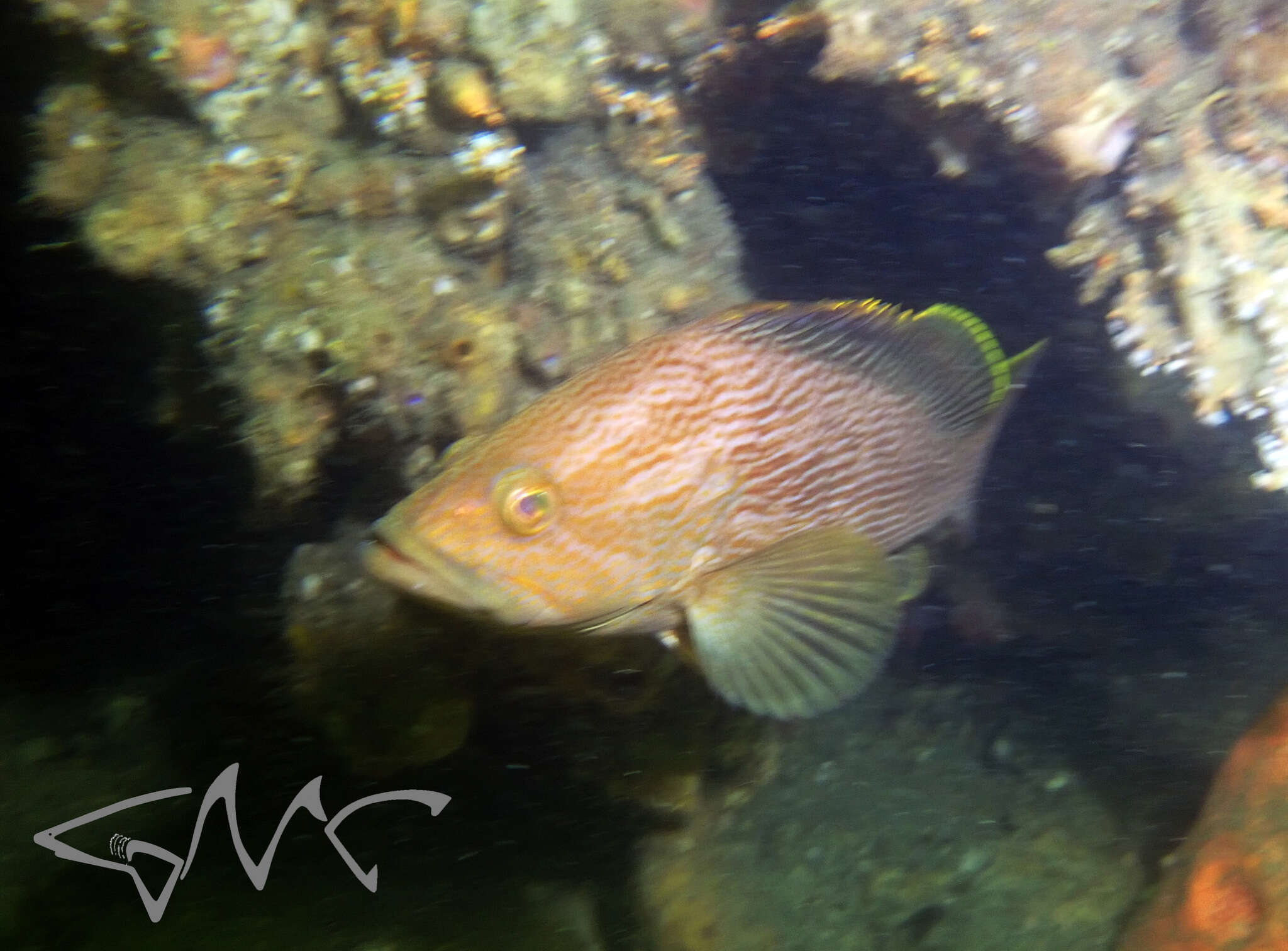 Epinephelus undulatostriatus (Peters 1866)的圖片