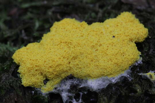 Image of Dog vomit slime mold