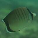 Image of Assarius Butterflyfish