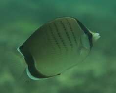 Image of Assarius Butterflyfish