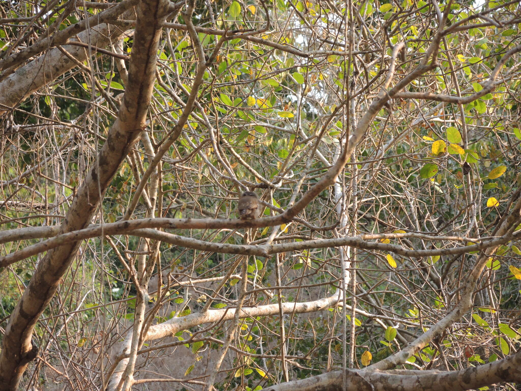 Image of Colima Pygmy Owl