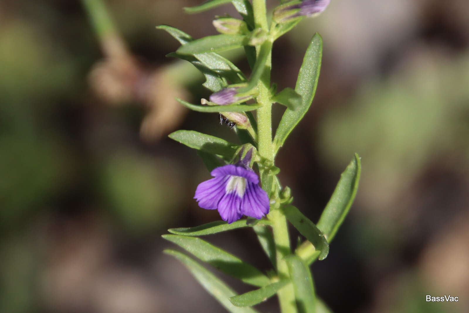 Слика од Stemodia florulenta W. R. Barker