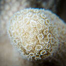 Image of Stony coral