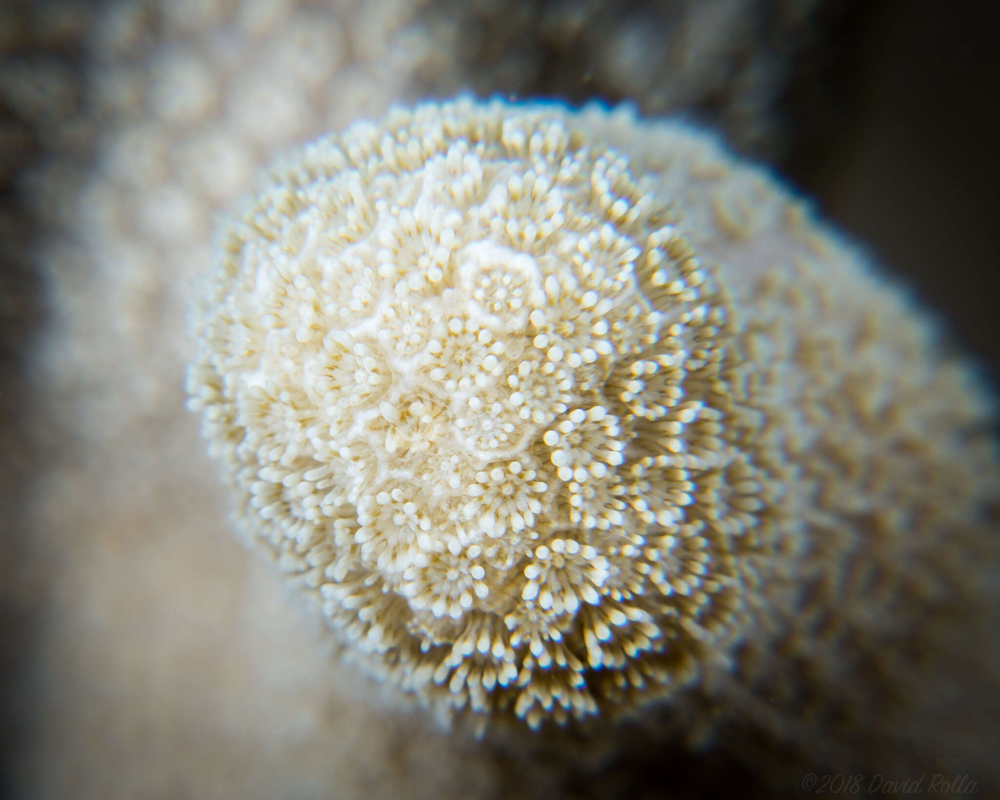 Image of Stony coral