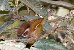 Image of White-browed Fulvetta