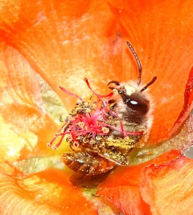 Image of Andrena sphaeralceae Linsley 1939