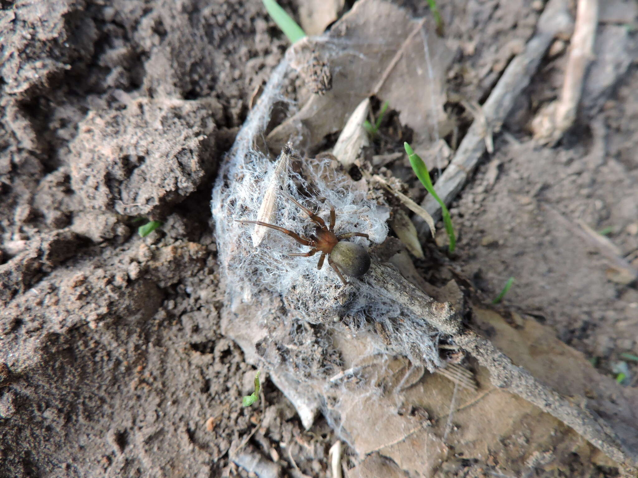 Image of Cribellate spider