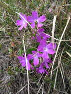 Imagem de Primula spectabilis Tratt.