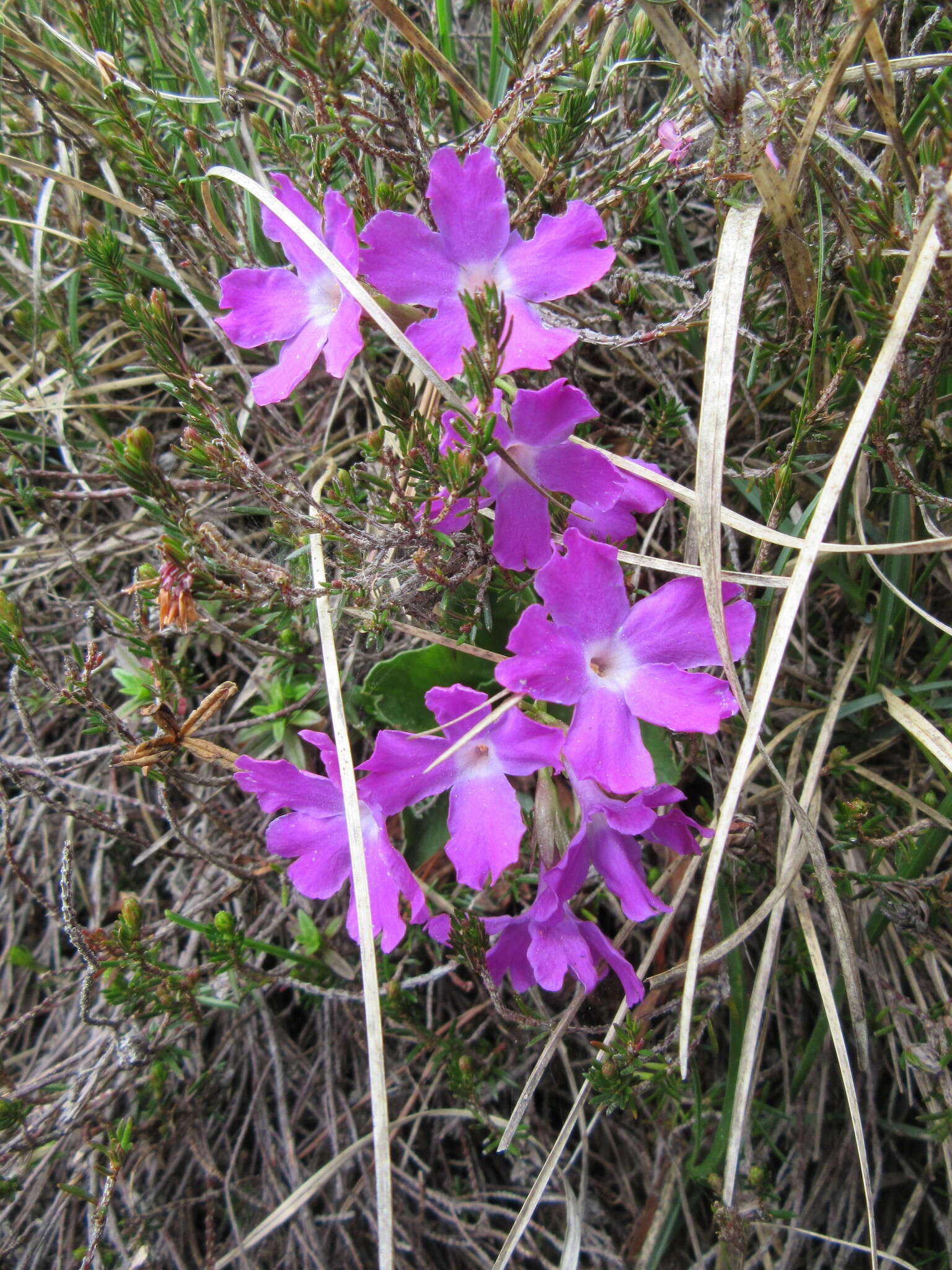 Sivun Primula spectabilis Tratt. kuva