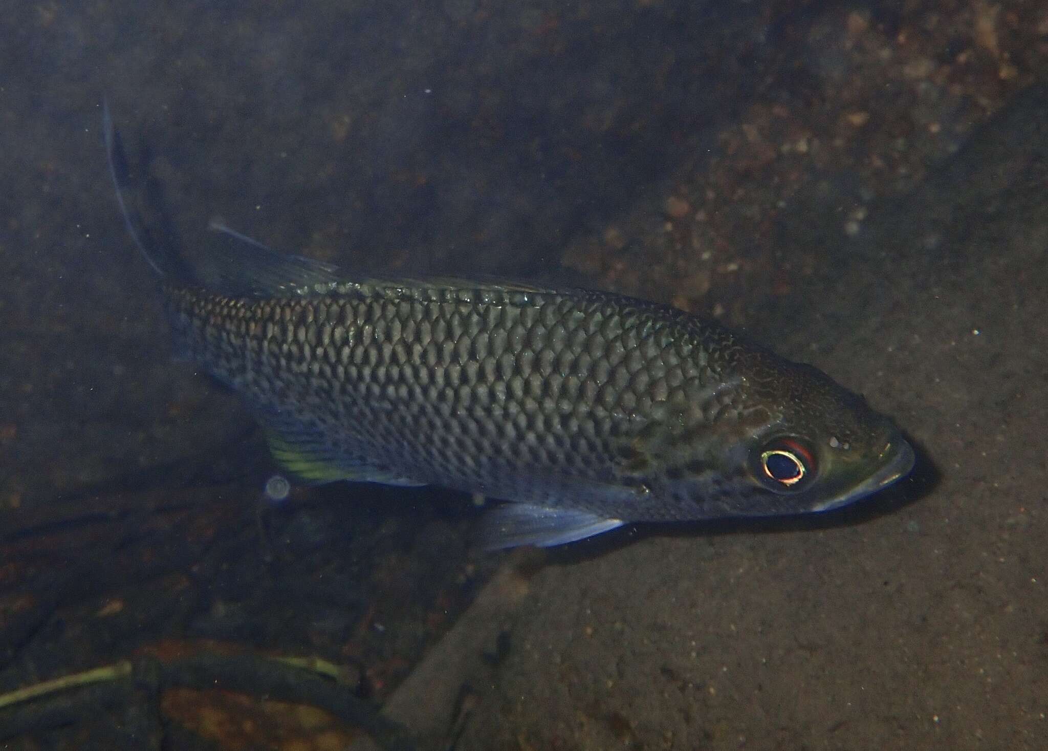 Image of Buffalo Bream