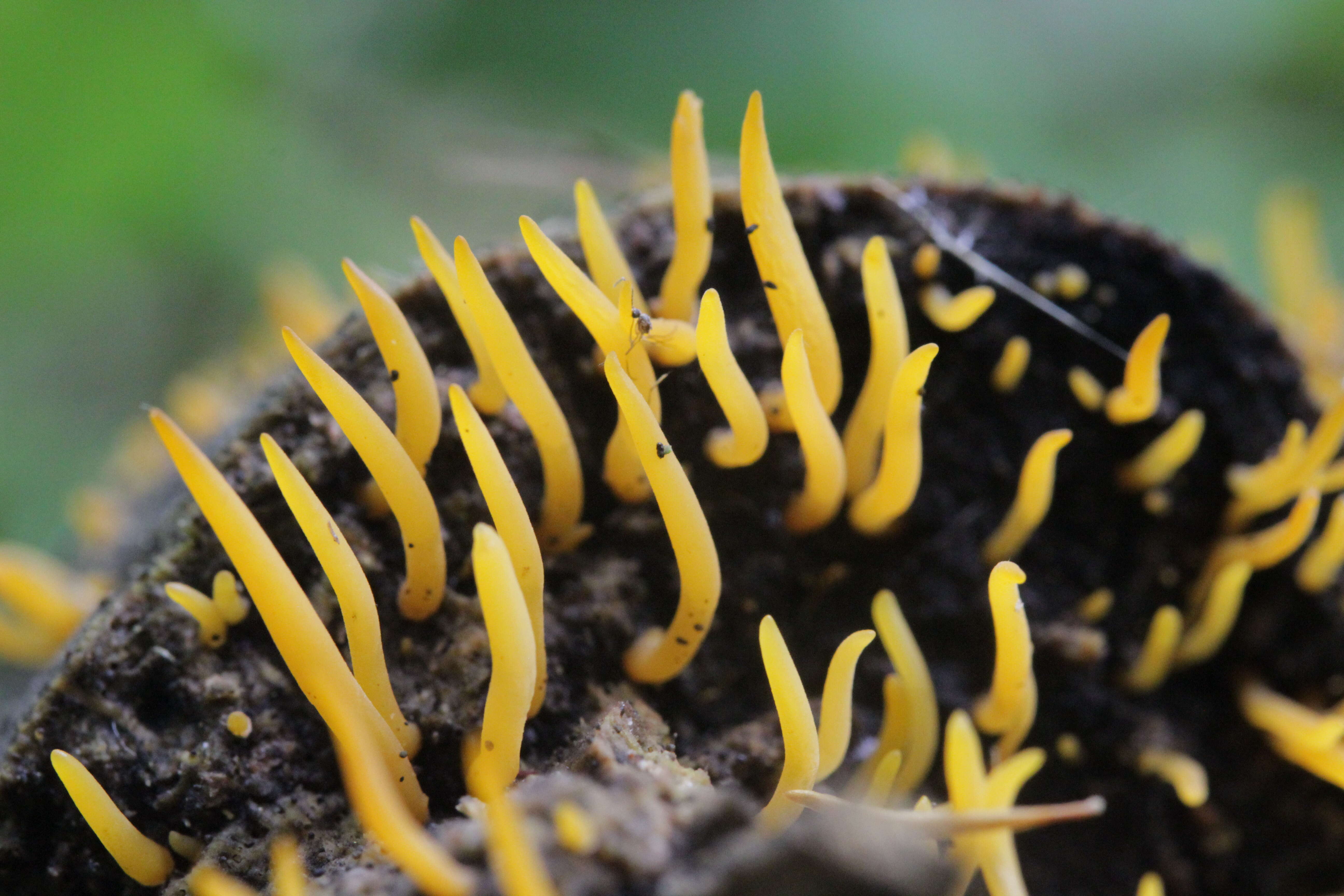 Image of Calocera cornea (Batsch) Fr. 1827