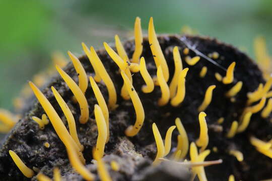 Imagem de Calocera cornea (Batsch) Fr. 1827