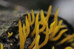 Image of Calocera cornea (Batsch) Fr. 1827