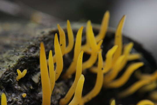 Imagem de Calocera cornea (Batsch) Fr. 1827