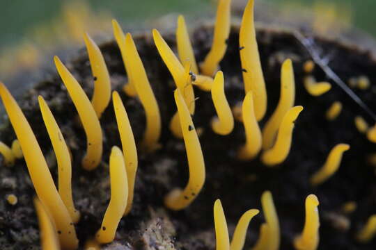 Imagem de Calocera cornea (Batsch) Fr. 1827