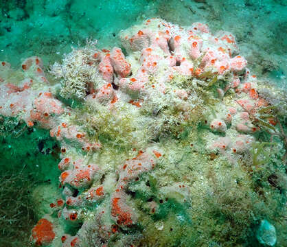 Image of Lobate sponge