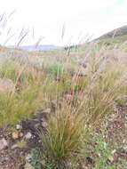 Image of silvergrass