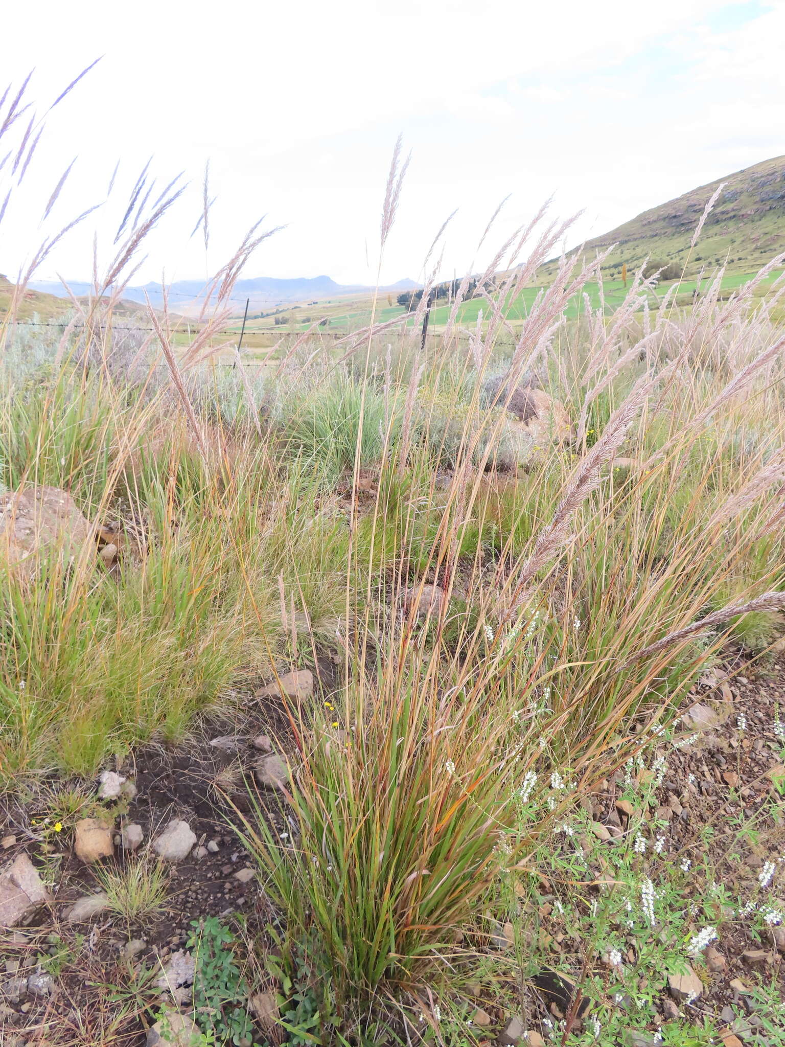 Слика од Miscanthus ecklonii (Nees) Mabb.