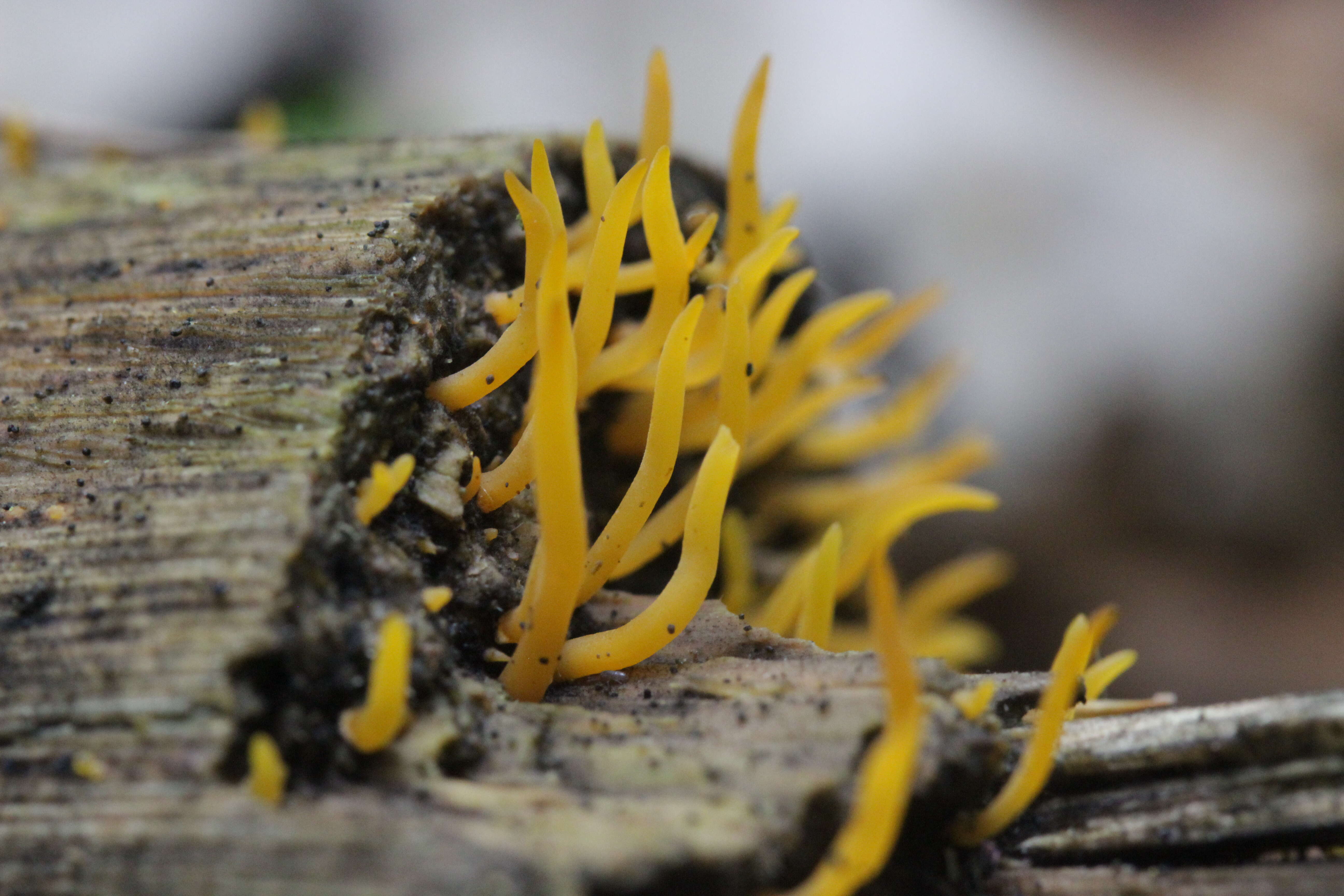 Image of Calocera cornea (Batsch) Fr. 1827